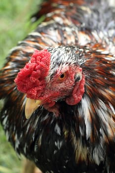 Close up of a head of chicken