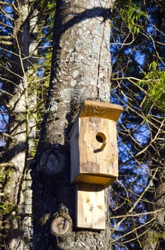 Newly nailed wooden bird nesting-box attached to tree trunk.