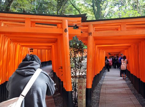 KYOTO, JAPAN - OCT 23 2012: A tourist walks through torii gates at Fushimi Inari Shrine on October 23 2012. The shrine is famous for its torii gates walkway that lead to the top of the mountain. 