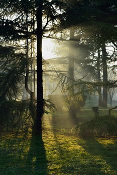 Early morning sun rays and shadows of trees in park