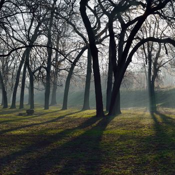 Early morning sun rays and shadows of trees in park