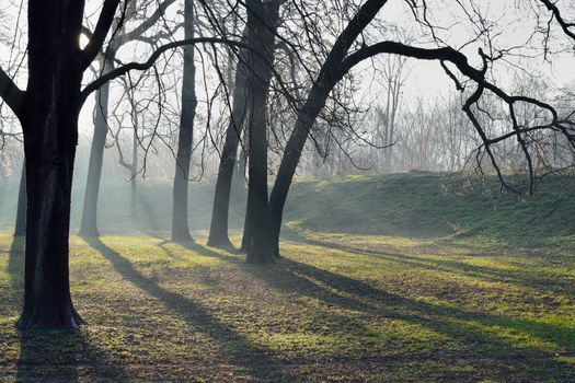 Early morning sun rays and shadows of trees in park