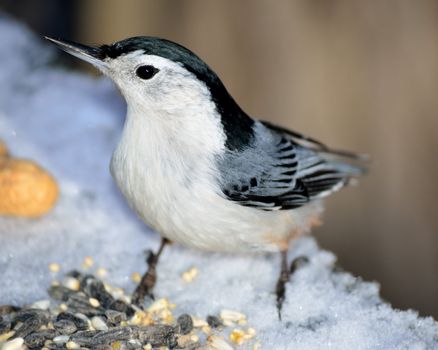 A nuthatch perched with bird seed in snow.