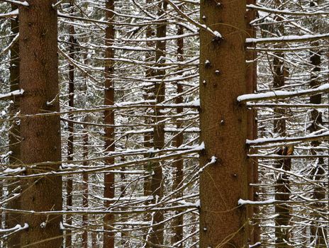 detail on snowcapped trunk and branches of the spruce forest