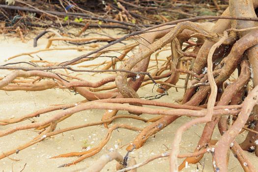 Roots of tropical mangroves on beach in Thailand