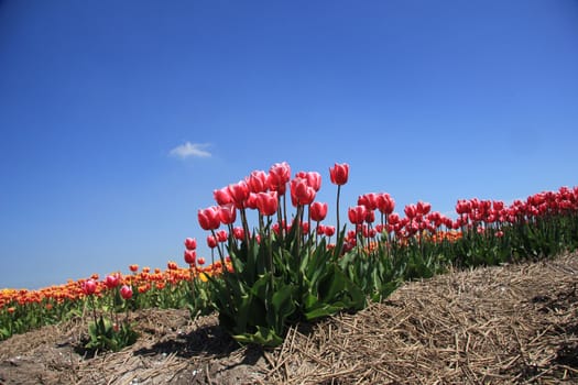 Pink tulips growing on a field, flower bulb industry in Holland