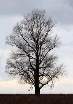 dead dry tree