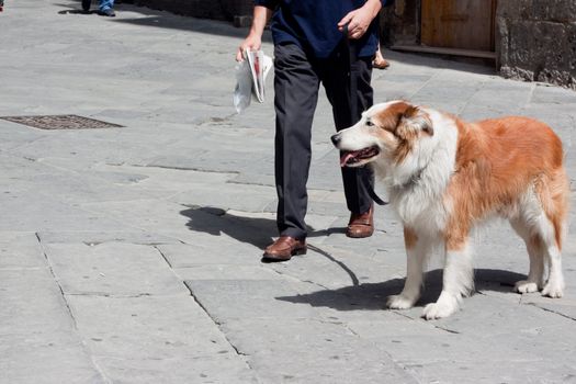 White and brown dog and its man
