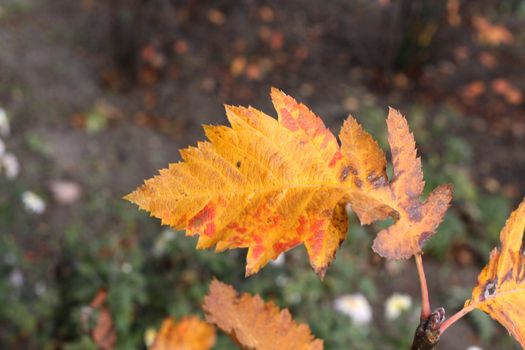 Close up of the rowan leaf