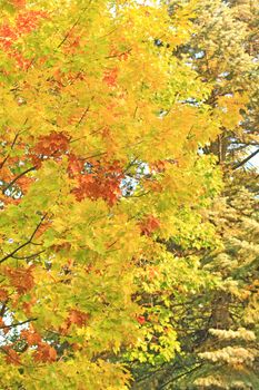 Colors of the october foliage