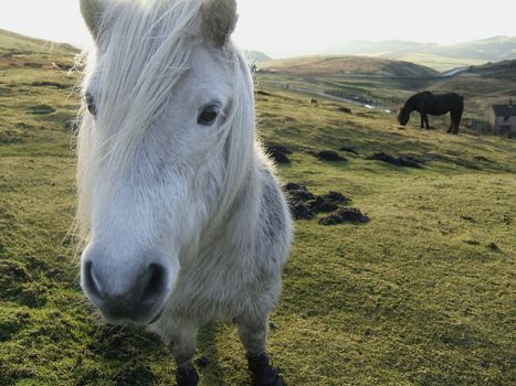 An inquisitive pony on a Derbyshire hillside