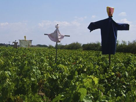 Scarecrows in a vinyard in Brittany

