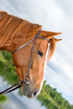 Horse portrait.Horse is bridle