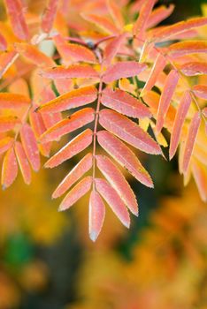 The Sprout of rowanberry by autumn.Close-up