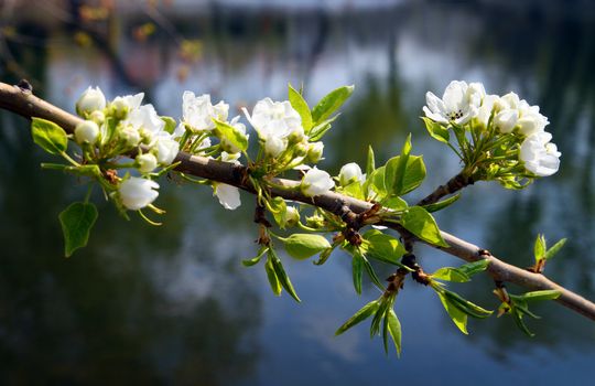 blossom apple-tree branch close-up