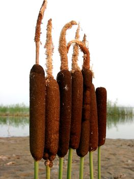 Evening composition of brown rush.