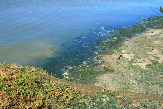 Green algae growing on the water's surface.
