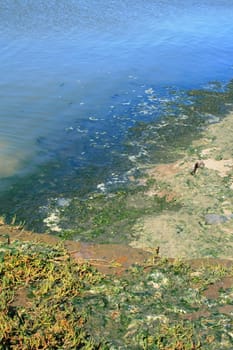 Green algae growing on the water's surface.
