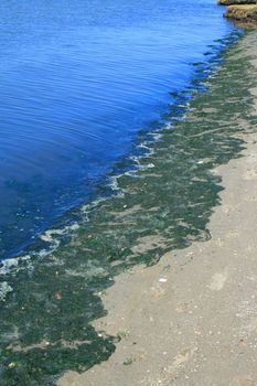 Green algae growing on the water's surface.
