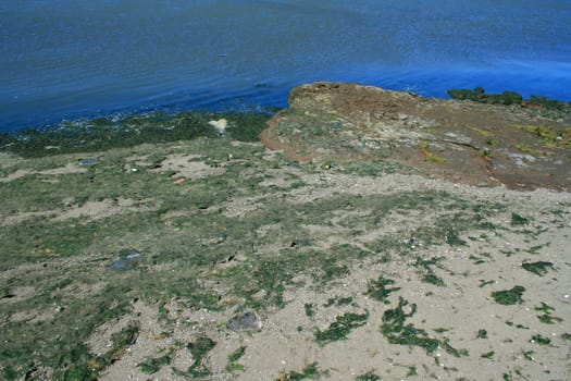 Green algae growing on the water's surface.
