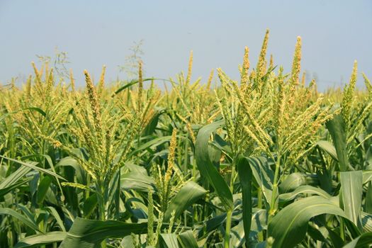 Tall corn plants on a sunny day.
