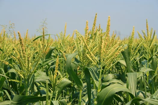 Tall corn plants on a sunny day.
