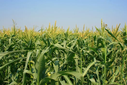 Tall corn plants on a sunny day.
