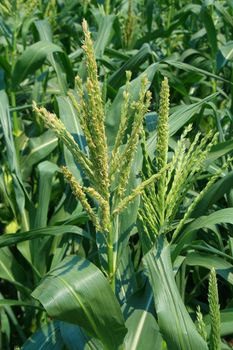 Tall corn plants on a sunny day.
