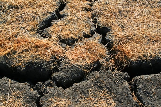 Close up of a dry and cracked earth showing unique pattern.
