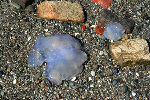 Close up of a dead jellyfish.
