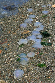 Close up of a dead jellyfish.
