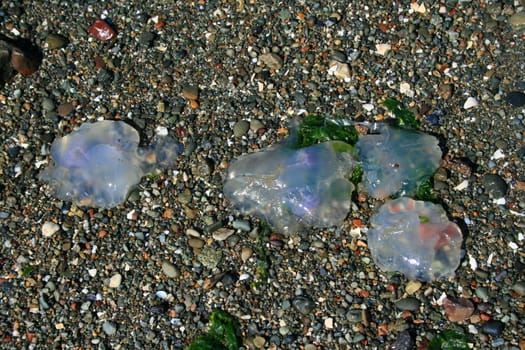 Close up of a dead jellyfish.
