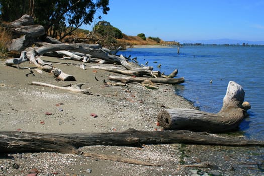 Close up of a driftwood on a shore.
