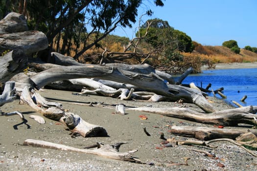 Close up of a driftwood on a shore.
