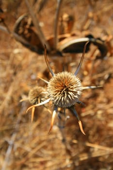 Dry seed pod on a sunny day.
