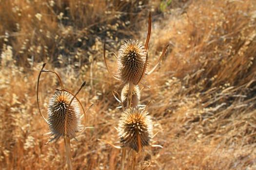 Dry seed pods on a sunny day.
