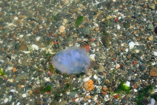 Close up of a big white jellyfish.
