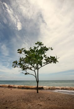 Lonely tree on a coast of the Indian ocean