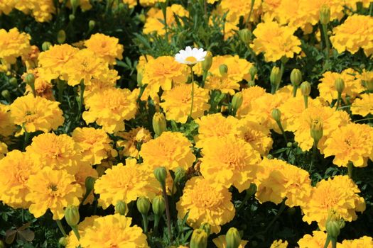 Marigold flowers and a daisy flower on a sunny day.