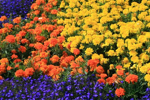 Marigold flowers on a sunny day.
