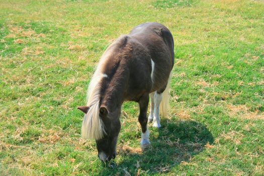 Miniature horse at the farm on a sunny day.
