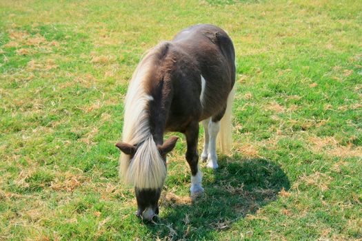 Miniature horse at the farm on a sunny day.
