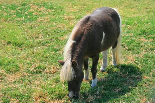 Miniature horse at the farm on a sunny day.
