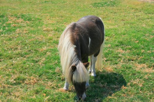 Miniature horse at the farm on a sunny day.
