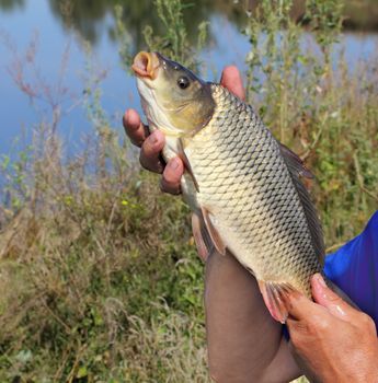 carp in the hand of fisherman against the river
