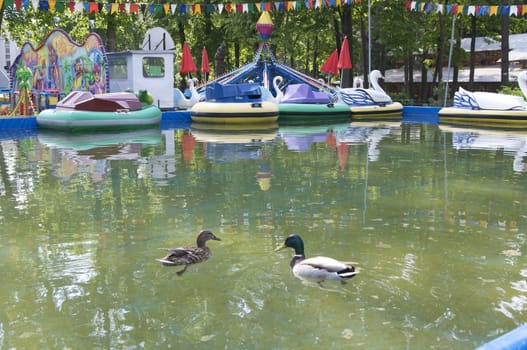 two ducks entertainment park pool