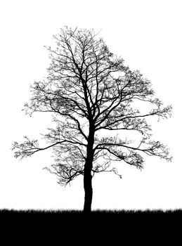 silhouette of a dead tree isolated on white
