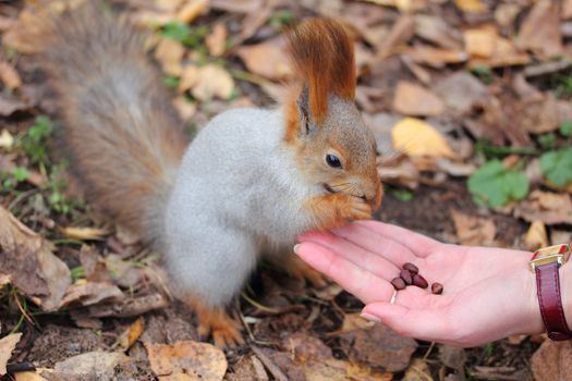 squirrel takes nuts from hand and eats them
