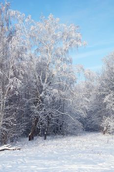 Winter park in snow against blue sky
