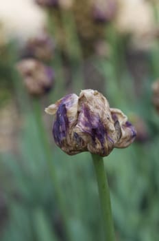 clouseup photo of wilted tulip